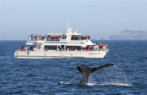 whale watching ventura harbor